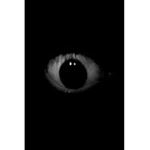 All Seeing Bacon Cult