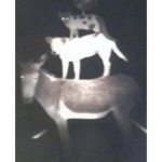 goat dog cat chicken fan club XD