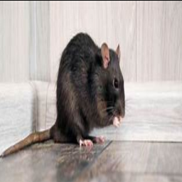 RAT HOUSE