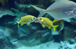 Fish Dwellers