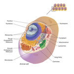The Organism