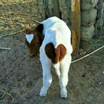 ~*+Love Them Cows+*~