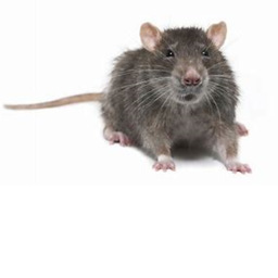 El Rat Villiage