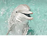 ~dolphin army~