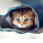 Kitty Cat Society
