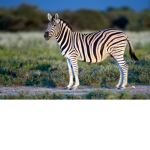 Zebra line is life