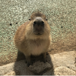 capybara men