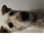 #Dog groups