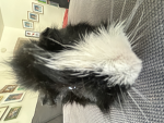 Nicole the Guinea pig