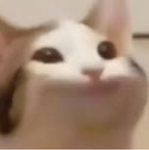 美國貓貓的粉絲群組