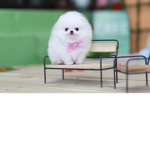 Puff Puff Fluff :P