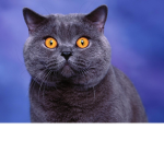 SUSSY CATT
