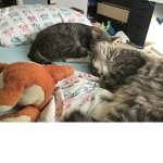 Fans of Cute Kitty Cats