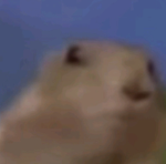 Capybara group is chill