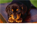 cute puppy and dog lovers