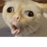 Catz Fandom