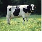 MOO MOO SQUAD AND THE FAM