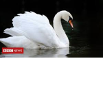swan united