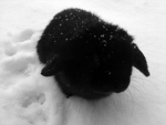 / Bunniwys