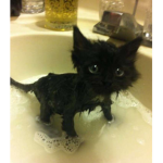 Sink cat group