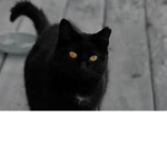 Team Cat Forever