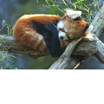 Red Panda Army:3