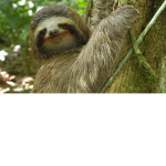 TeamSlothAlways