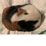 Rat_worlddogoes