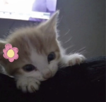 meowwwww33
