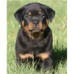 Rottweiler Lovers