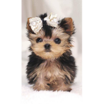 The Bella dog