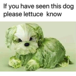Lettuce dog