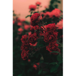 The cute roses group