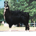 _Team_Llama_