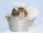Bubble Rats