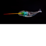 offical narwhal group