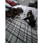 Sleepy page group