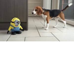 awsome puppies