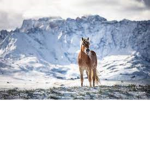 Matcha Horse Valley Training Academy