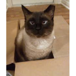 Meow Gang