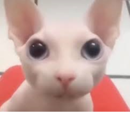 Raise mone for axolotl