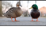 The official Pato group