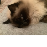 Kitten Group Productions