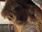 dogs hang