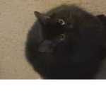 Meeeeowwwwwww
