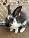 #BunnyArmy!!