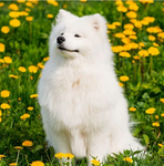 ~doggo fans~