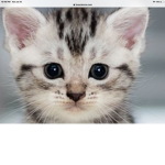 Kittys in town