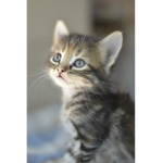Gli Animali Maranza