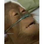 JustCouz